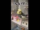【オカメインコ】モモヒキ隊長老ななが、末っ子はち宅でご乱心