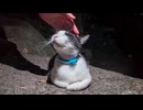 ちょっと暗くなって「猫の細道」を通ってみたらまた猫ちゃんいました