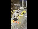 【太れ！】 娘に食事で食い負けているお婆ちゃんの増量計画！ #フクロモモンガ #おつモモンガ  #shorts