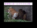 おんなの闘い！女王猫vs極妻猫