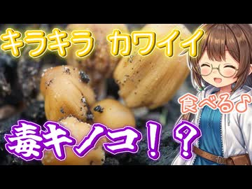 こんなに可愛くて毒キノコ！？　採って食べてみる♪