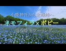 【レブル250 Vlog】小鹿神社から定峰峠へ｜ネモフィラとポピーを巡る埼玉ツーリング