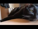 イスでくつろぐこま