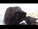 ペロペロ動画4