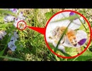 「あ！ミツバチさんがご飯を集めていますよ。」