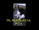 猫のOMATA♪（おまた）