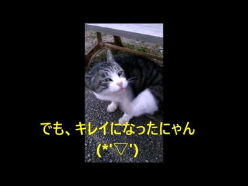 猫のOMATA♪（おまた）