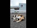家の近所の漁港の三毛猫ちゃんカワイイ