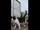 港にいた猫たちカワイイ