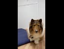 【着ぐるみ】お布団の上で転がる犬
