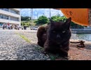 いつもの“猫の集会所”が今日は人間の集会所に…困惑して遠巻きに見る猫たちが可愛すぎた