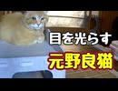【野良猫】対策する【元野良猫】