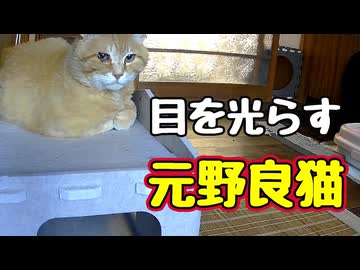 【野良猫】対策する【元野良猫】