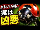 【驚愕】テントウムシ、実は1日100匹食べる“最強”の虫だった！
