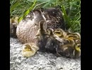 転げ落ちまくるヒナたちが可愛すぎたｗ