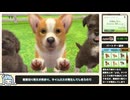 【RTA】ニンテンドッグス＋キャッツ - ジュニアカップ大会制覇 5分26秒