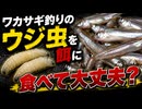 【検証】それ（間接的に）食べて大丈夫？ワカサギ釣りのエサ“サシ”ごと食べてOKな理由