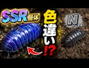 ダンゴムシの色が「黒・金・青・白」に分かれる意外な理由とは？