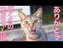 縁深き野良猫一家、猫それぞれの運命