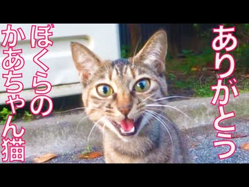 縁深き野良猫一家、猫それぞれの運命