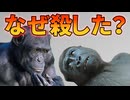 チンパンジーがゴリラを殺害する事例が報告される！！【生物解説】