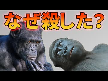 チンパンジーがゴリラを殺害する事例が報告される！！【生物解説】