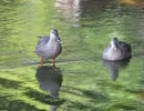 カモ２羽　毛繕いしたり 2026 5 9