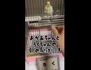 【悲報】朝からブチ切れるオカメ。お母ちゃんVSろく、絶対に手に乗せたい戦い