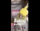 【オカメインコ】もはや職人芸。溜めまくった「おはよう」を置いて帰るハチの執念