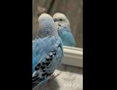 ヨイショ！