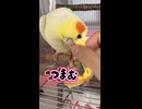 【オカメインコ】トサカを摘まれても無反応。カキカキ中毒「のんたま」のモーニングルーティン