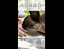 【うさぎ 13歳】毛球症対策
