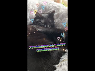 スヤスヤねむねむにゃんこメメです(2026年5月9日)