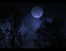 夜の森