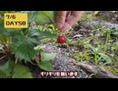 【まさかの再収穫】収獲が終わったイチゴの苗なのに・・・