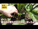 【予想外の事態】イチゴの葉っぱが肥大化してしまう（なかなか花が咲かない）