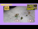 【波乱のイチゴ栽培】雑草の中で生えたイチゴ苗から収穫を目指す