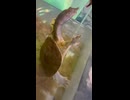 うちのスッポンは手からごはんを食べるよ