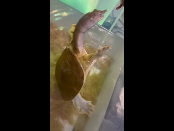 うちのスッポンは手からごはんを食べるよ
