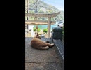 神社猫 休憩中