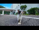 【猫ホテル到着】玄関で猫がお出迎え!_癒しの歓迎が最高だった□