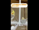 チビオカメの逆襲？
