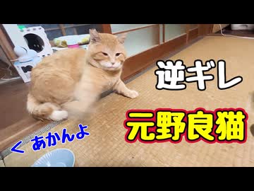 この後 バチがあたります【元野良猫】【野良猫】