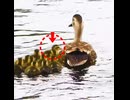 母カモでサーフィンするヒナｗ