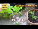 【まさかの展開】イチゴがカボチャに捕まってしまう　→解放を期待するが…