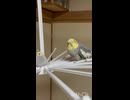 なぎとチビオカメ