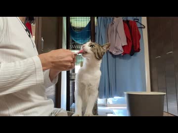 ちゅーるを貪る猫（その2）