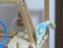 3回掴んで2回落とすインコ カキカキ毛繕いシーンもあり 後半キンカチョウも映る2026 5 10