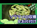 「ソラマメ収穫＆お片付け」逆張り水耕栽培研究室rep.20