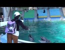 【家族旅行】ADVENTURE WORLDでイルカのエサやり体験をするあい♥あっという間に終わってしまった…